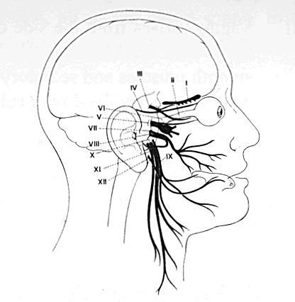 cranial_nerves.gif (18852 bytes)